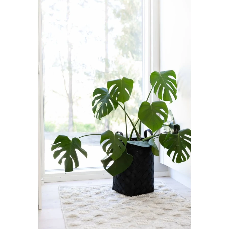 Aina Lastukori 5 Aina Lastukori - Image 3